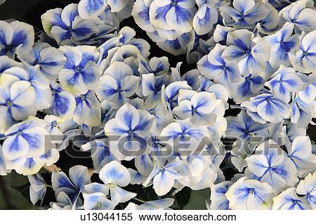 Stock Photography - Blooming violets. Fotosearch
