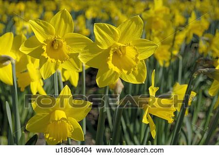 Blooming Wild Daffodils View Large Photo Image Picture - Blooming Wild Daffodils. Fotosearch