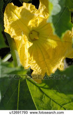 Stock Image - Blossom of a Zucchini. Fotosearch