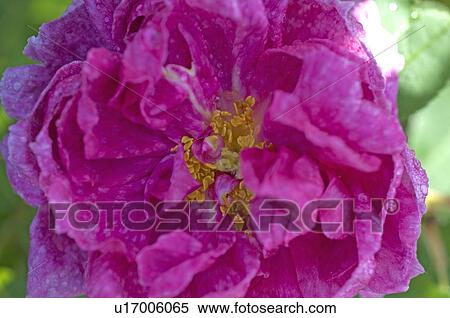 Stock Photography - Blossom of pale rose. Fotosearch