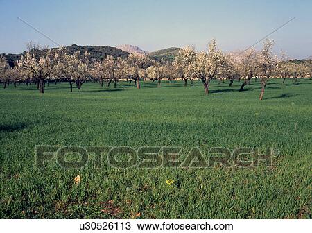 Blossoming almond trees on Majorca, Spain View Large Photo Image Stock Image - Blossoming almond trees on Majorca, Spain. Fotosearch