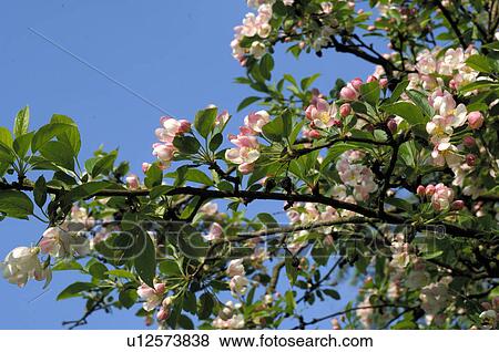 Blossoming apple tree View Large Photo Image Stock Photo - Blossoming apple tree. Fotosearch