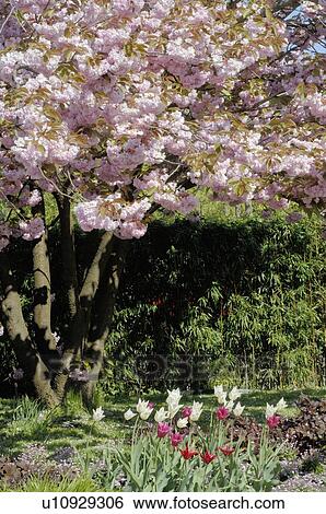Stock Photograph - Blossoming tree and tulips. Fotosearch