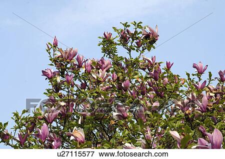 Blossoming tree under blue sky View Large Photo Image Stock Photo - Blossoming tree under blue sky. Fotosearch