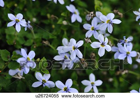 Stock Photography - Blossoms of a flower. Fotosearch