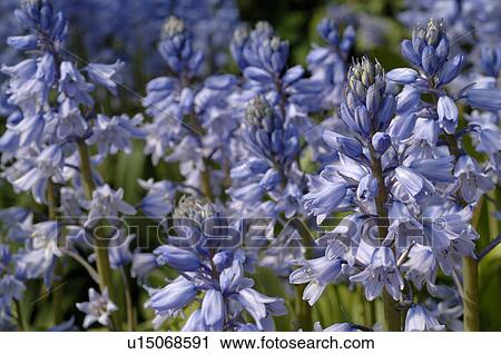 Blue blossoming flowers View Large Photo Image Stock Image - Blue blossoming flowers. Fotosearch