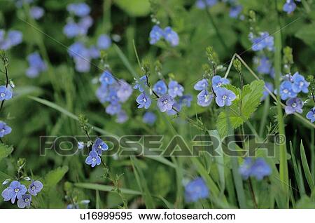 Blue blossoms in grass View Large Photo Image Stock Photography - Blue blossoms in grass. Fotosearch