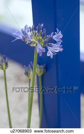 Stock Image - Blue flower. Fotosearch