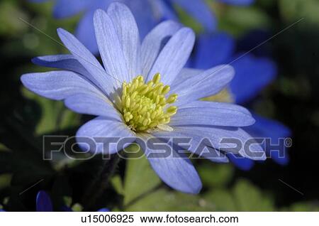 Blue flower View Large Photo Image Stock Photography - Blue flower. Fotosearch
