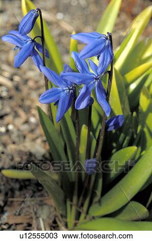 Blue flowers View Large Photo Image Stock Image - Blue flowers. Fotosearch