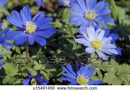 Blue flowers View Large Photo Image Stock Photo - Blue flowers. Fotosearch
