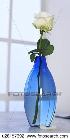 Blue glass vase with white rose View Large Photo Image Stock Image - Blue glass vase with white rose. Fotosearch