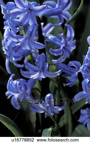 Blue Hyacinth View Large Photo Image Stock Image - Blue Hyacinth. Fotosearch
