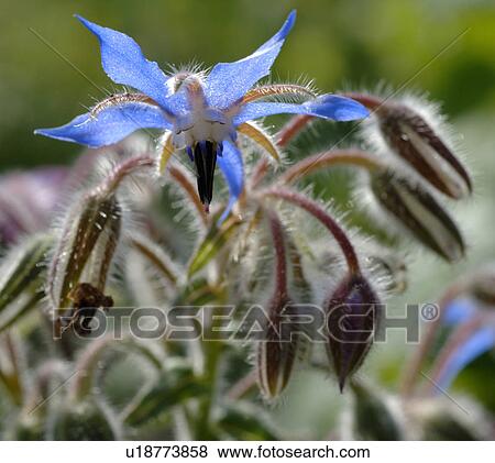 Stock Photo - Borago blossom. Fotosearch