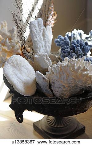 Stock Photo - Bowl with decorative corals. Fotosearch