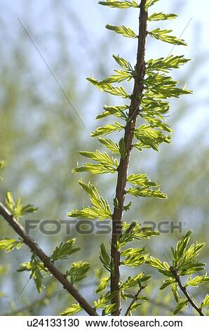 Branch of a conifer View Large Photo Image Stock Image - Branch of a conifer. Fotosearch