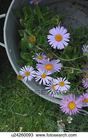Bucket with marguerites View Large Photo Image Stock Image - Bucket with marguerites. Fotosearch