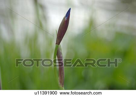 Stock Image - Bud of a flower. Fotosearch