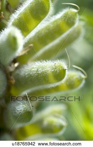 Stock Image - Bud of a plant. Fotosearch