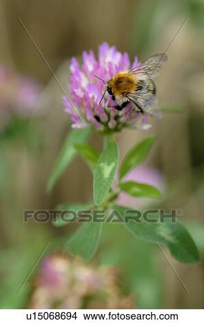 Picture - Bumblebee on clover blossom. Fotosearch