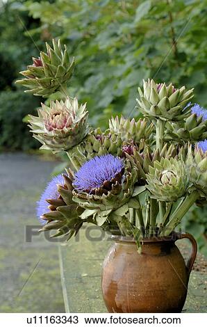 Bunch of artichoke flowers View Large Photo Image Stock Image - Bunch of artichoke flowers. Fotosearch