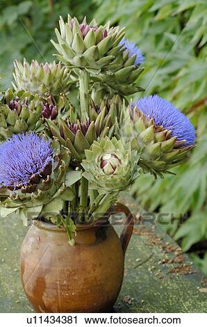 Stock Image - Bunch of artichoke flowers. Fotosearch
