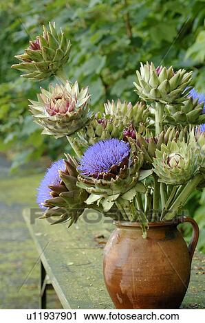Stock Image - Bunch of artichoke flowers. Fotosearch