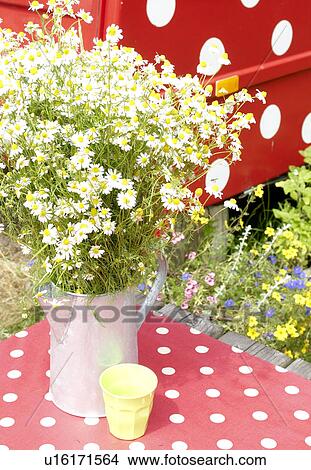 Bunch of Chamomiles outdoors View Large Photo Image Picture - Bunch of Chamomiles outdoors. Fotosearch