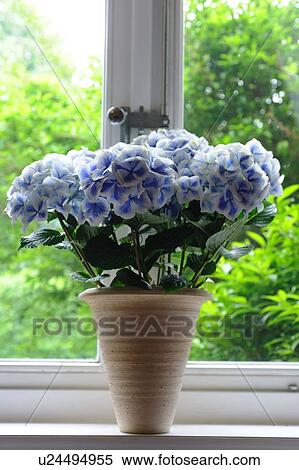 Bunch of flowers in windowsill View Large Photo Image Stock Photography - Bunch of flowers in windowsill. Fotosearch