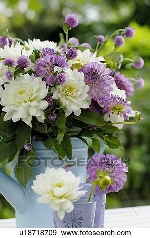 Bunch of flowers with clover and Dahlia View Large Photo Image Stock Photo - Bunch of flowers with clover and Dahlia. Fotosearch