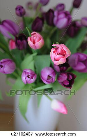 Bunch of red tulips View Large Photo Image Stock Photo - Bunch of red tulips. Fotosearch