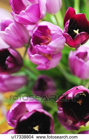 Picture - Bunch of tulips. Fotosearch