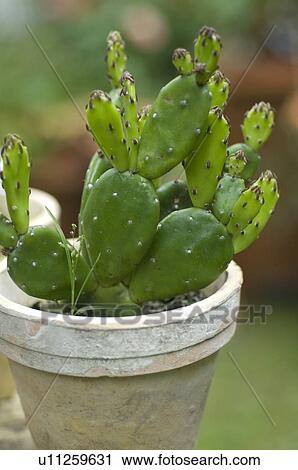 Stock Image - Cactus in flowerpot. Fotosearch