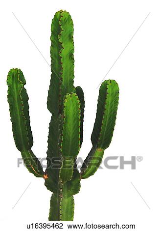Cactus View Large Photo Image Stock Image - Cactus. Fotosearch