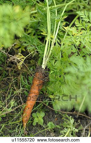 Stock Image - Carrot in soil. Fotosearch