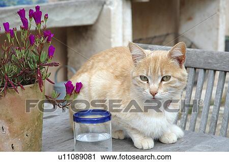 Stock Image - Cat on terrace table. Fotosearch