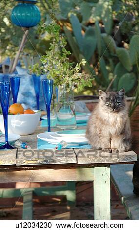 Stock Image - Cat on terrace table. Fotosearch