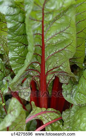 Chard with red stalks View Large Photo Image Stock Photograph - Chard with red stalks. Fotosearch