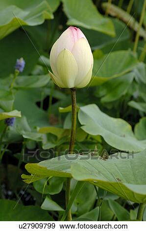Closed water lily blossom View Large Photo Image Stock Photo - Closed water lily blossom. Fotosearch