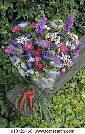 Colorful bunch of flowers with Aster View Large Photo Image Stock Photograph - Colorful bunch of flowers with Aster. Fotosearch