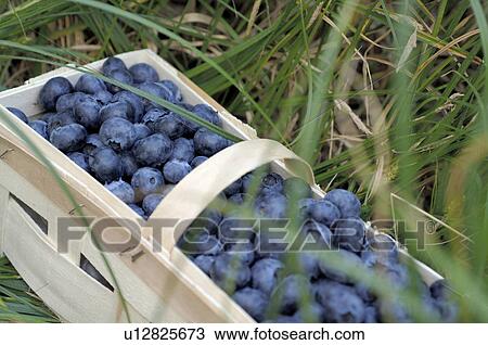 Stock Image - Crate with blueberries in grass. Fotosearch