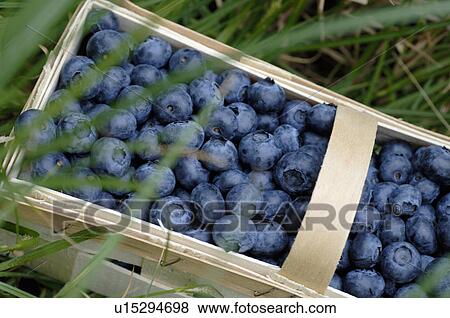 Crate with blueberries in grass View Large Photo Image Stock Photo - Crate with blueberries in grass. Fotosearch