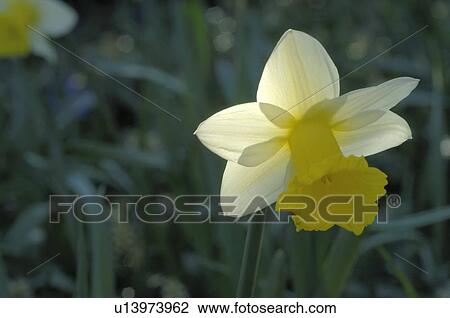 Daffodil blossom View Large Photo Image Stock Image - Daffodil blossom. Fotosearch