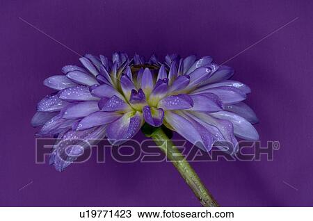 Dahlia blossom View Large Photo Image Stock Image - Dahlia blossom. Fotosearch