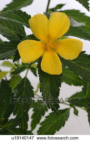 Damiana blossom View Large Photo Image Stock Photo - Damiana blossom. Fotosearch