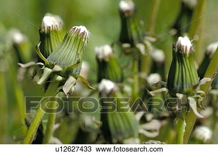 Dandelion in meadow View Large Photo Image Stock Image - Dandelion in meadow. Fotosearch