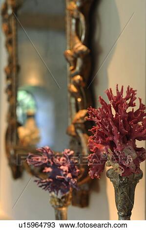 Decorative coral in front of mirror View Large Photo Image Stock Image - Decorative coral in front of mirror. Fotosearch