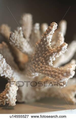 Decorative coral View Large Photo Image Stock Photo - Decorative coral. Fotosearch