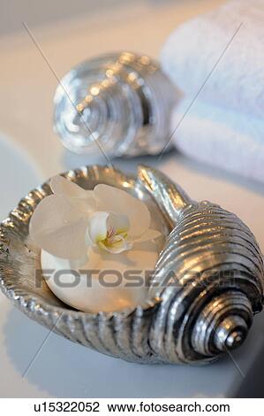 Stock Image - Decorative seashell and snail shell. Fotosearch