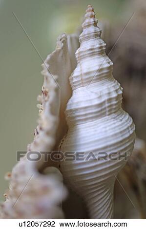 Decorative seashell View Large Photo Image Stock Image - Decorative seashell. Fotosearch